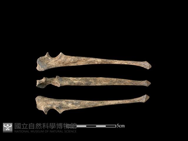 狗骨藏品圖，第1張