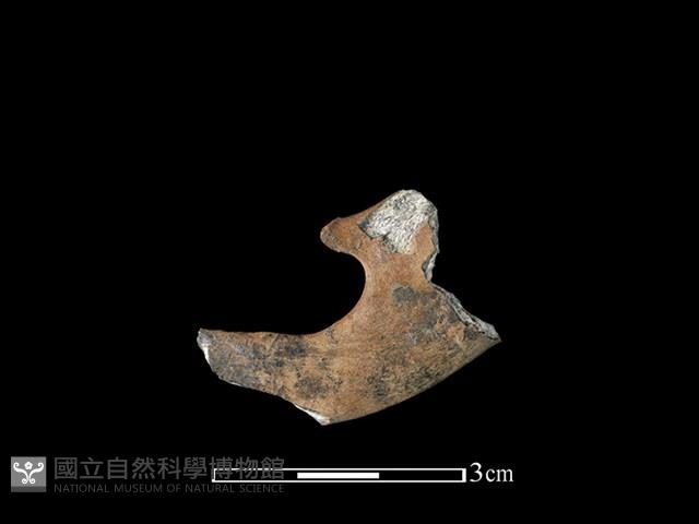 獐骨藏品圖，第1張