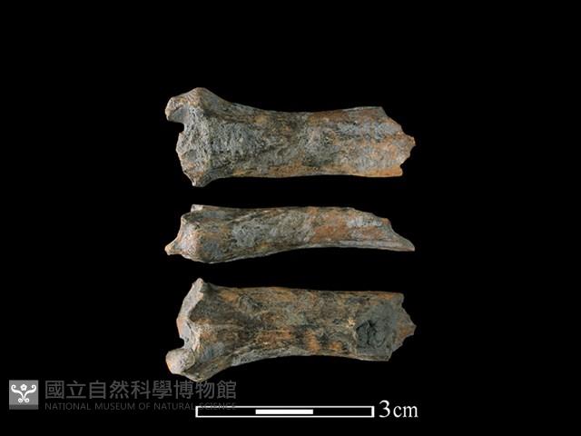 山羌骨藏品圖，第1張