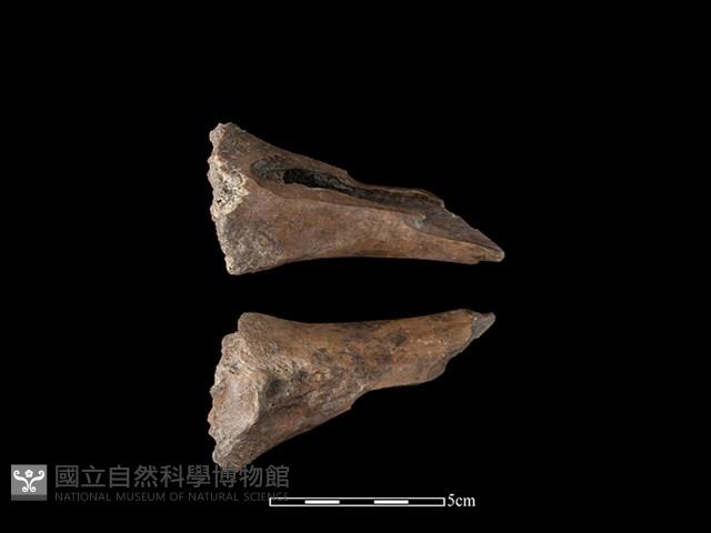 豬骨藏品圖，第1張