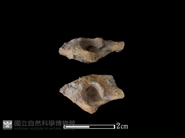 麝香貓骨藏品圖，第1張