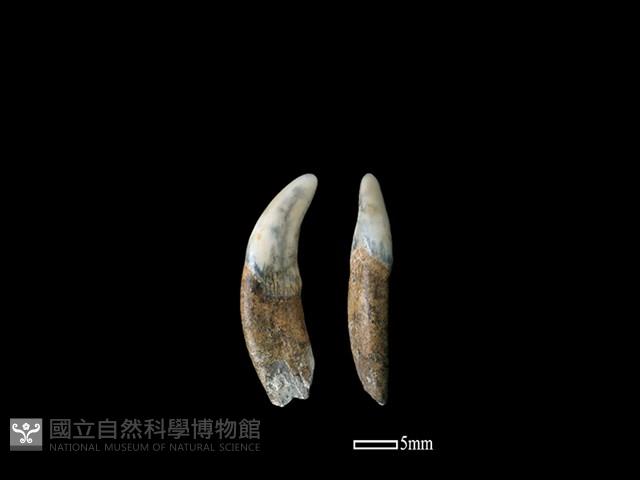 狗骨藏品圖，第1張