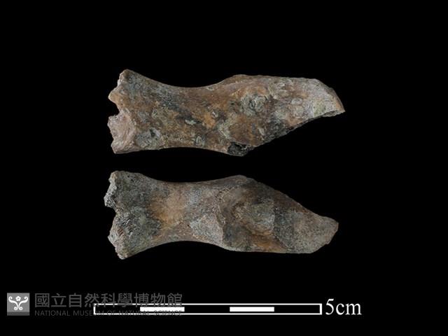 狗獾骨藏品圖，第1張