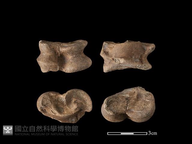 豬骨藏品圖，第1張