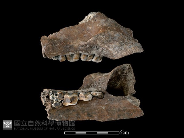 豬骨藏品圖，第1張