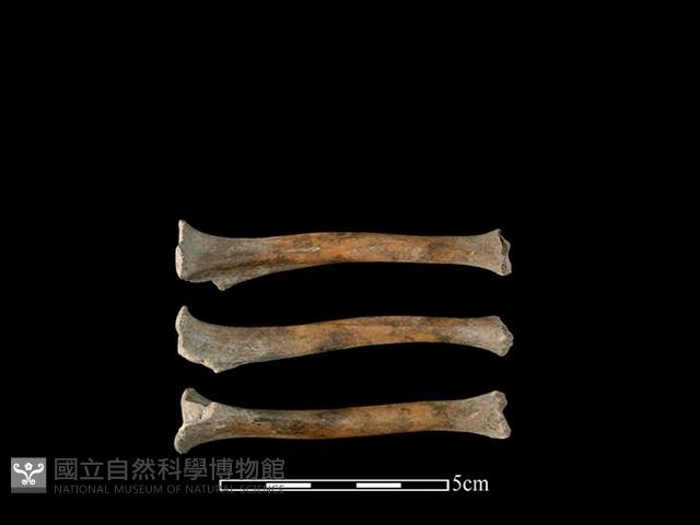 狗骨藏品圖，第1張