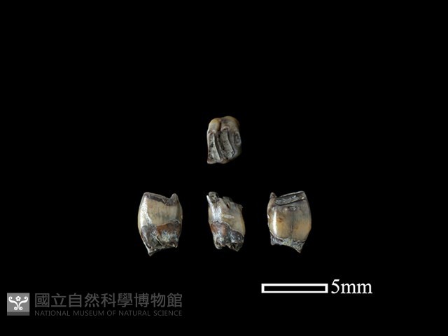 鬼鼠骨藏品圖，第1張