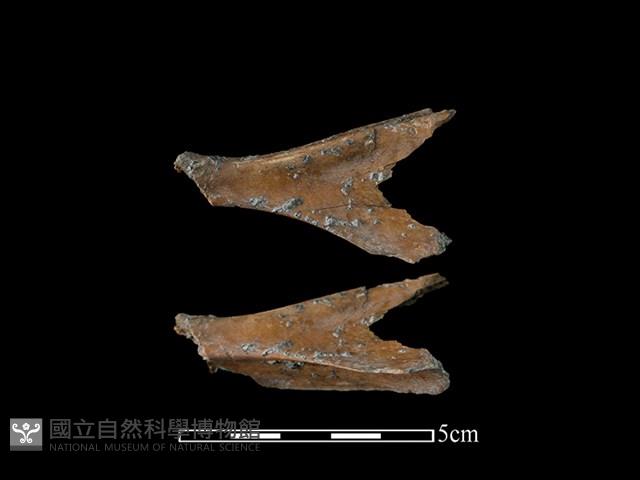 山羌骨藏品圖，第1張