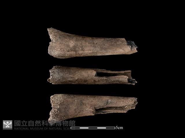 豬骨藏品圖，第1張