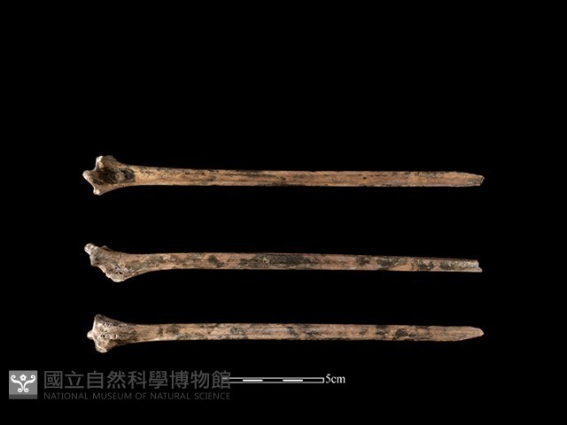 鸛鳥骨藏品圖，第1張