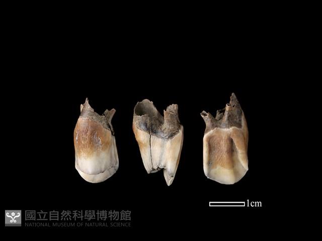 Accession Number:CSCSNS-2019-AB0619 Collection Image