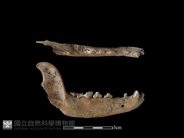 狗骨藏品圖，第1張