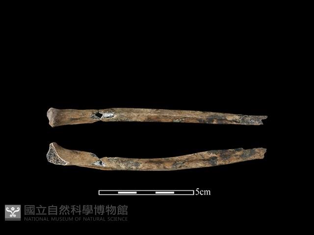 台灣獼猴骨藏品圖，第1張