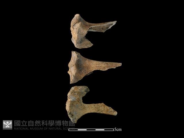 獐骨藏品圖，第1張