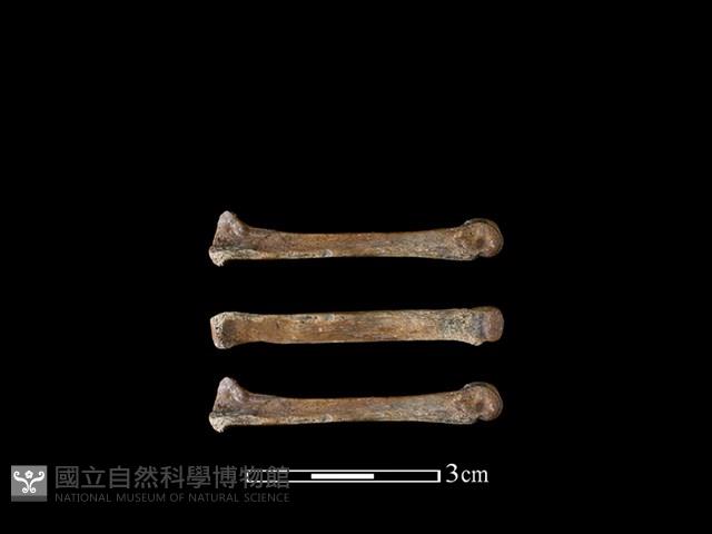 狗骨藏品圖，第1張