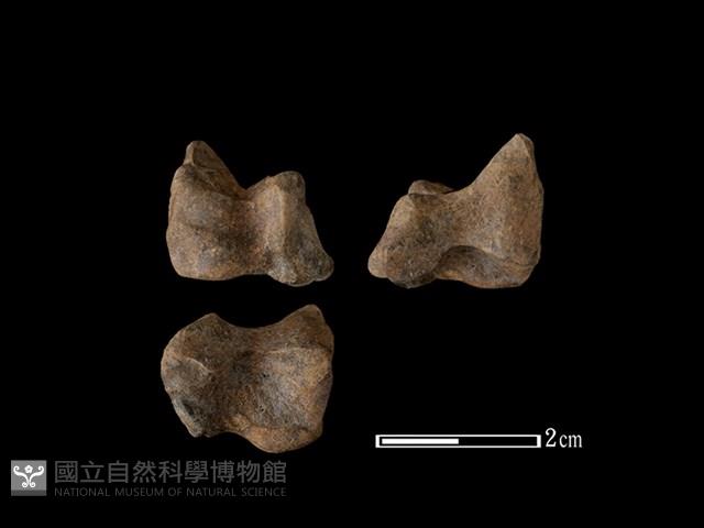 梅花鹿骨藏品圖，第1張