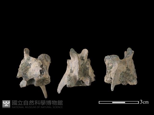 狗骨藏品圖，第1張