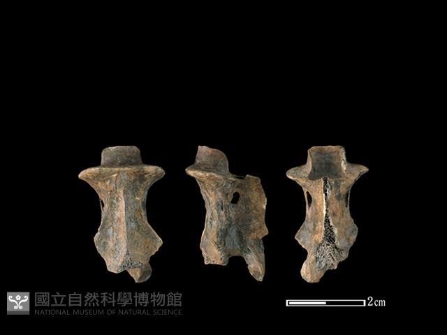 山羌骨藏品圖，第1張