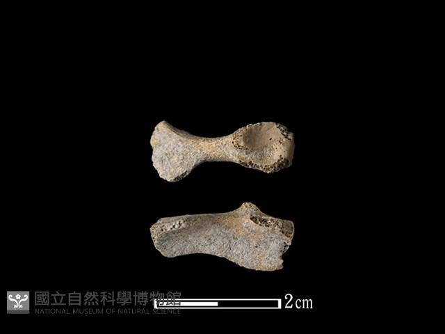 豬骨藏品圖，第1張