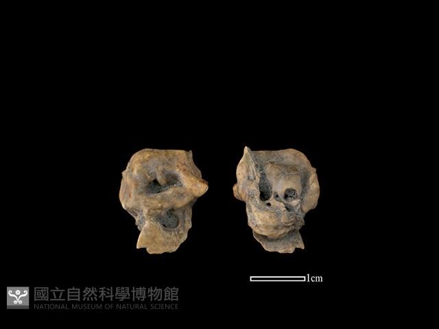 豬骨藏品圖，第1張