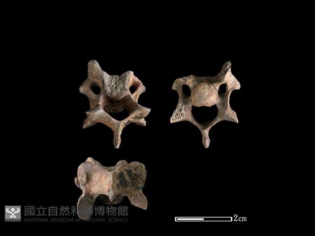 狗骨藏品圖，第1張