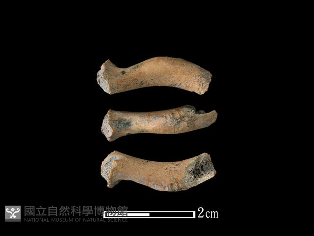 龜骨藏品圖，第1張