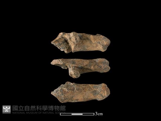 Accession Number:CSCSNS-2019-AB0129 Collection Image