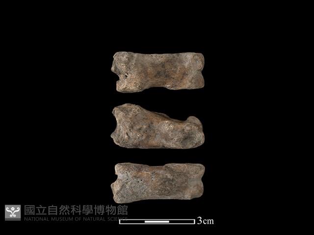 豬骨藏品圖，第1張