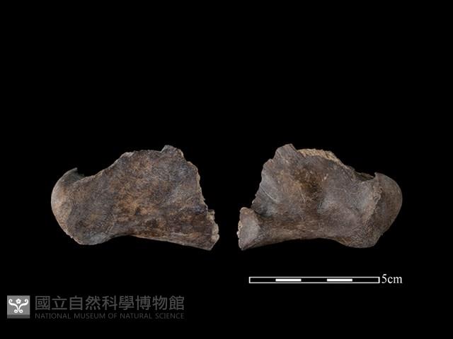 豬骨藏品圖，第1張