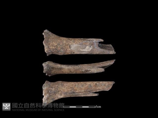 梅花鹿骨藏品圖，第1張