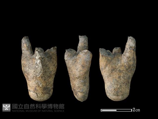 灰鯖鮫骨藏品圖，第1張