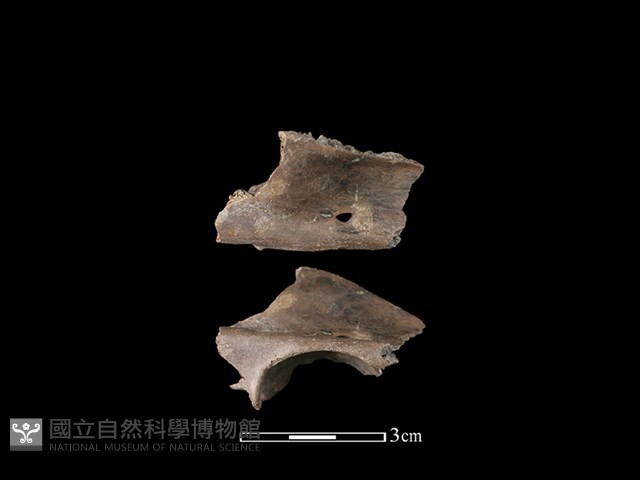 山羌骨藏品圖，第1張