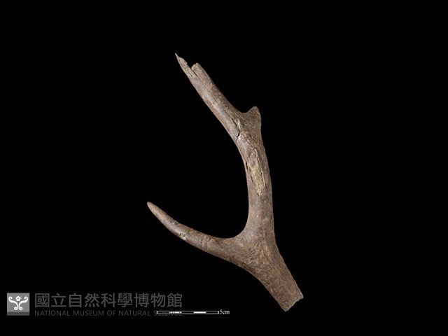 梅花鹿骨藏品圖，第1張