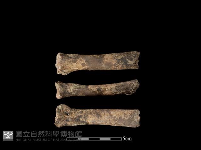 豬骨藏品圖，第1張