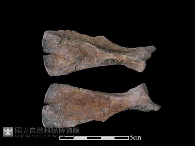 狗骨藏品圖，第1張