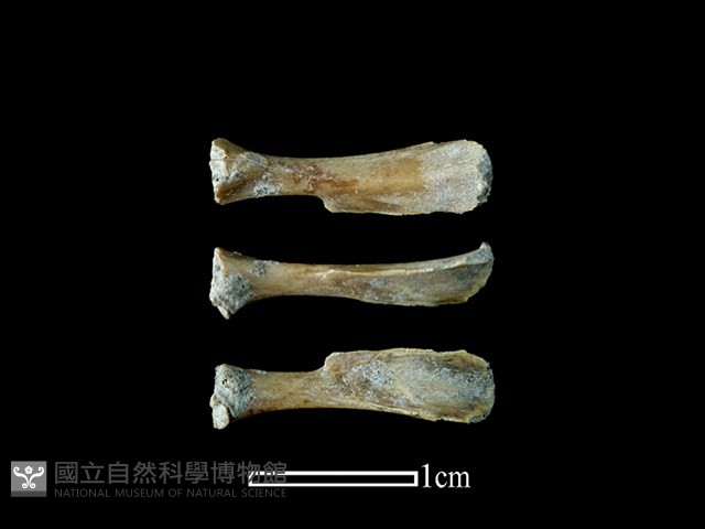 鼠類骨藏品圖，第1張