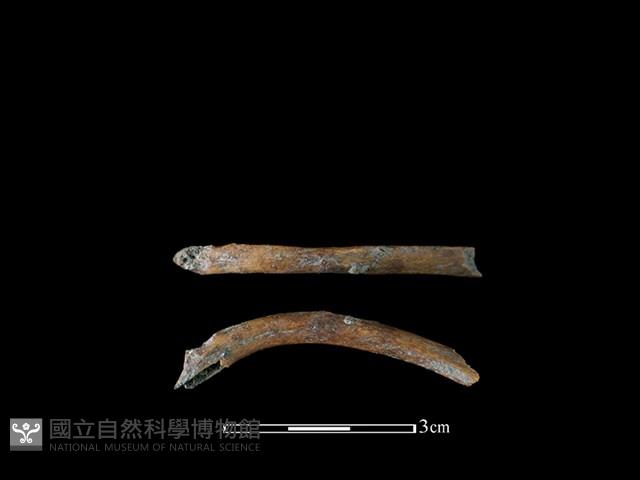 山羌骨藏品圖，第1張