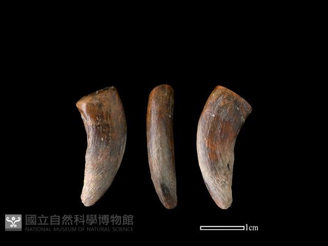 豬骨藏品圖，第1張