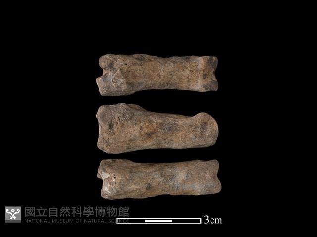 梅花鹿骨藏品圖，第1張