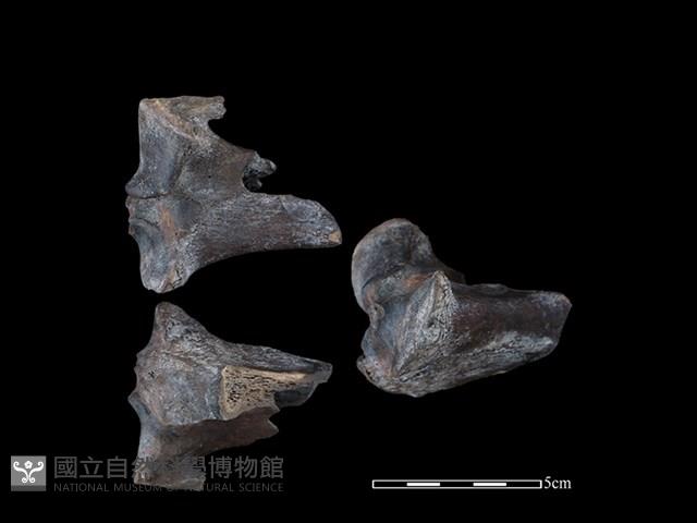 梅花鹿骨藏品圖，第1張