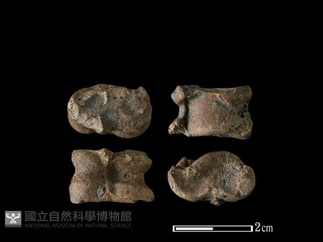 山羌骨藏品圖，第1張