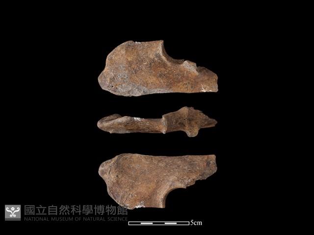 水鹿骨藏品圖，第1張