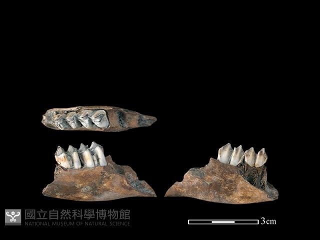 山羌骨藏品圖，第1張