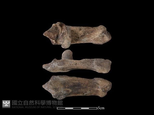 Accession Number:CSCSNS-2019-AB0739 Collection Image