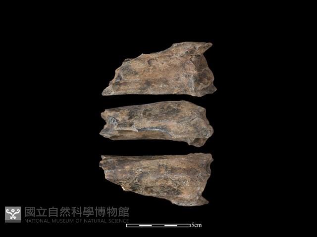 梅花鹿骨藏品圖，第1張