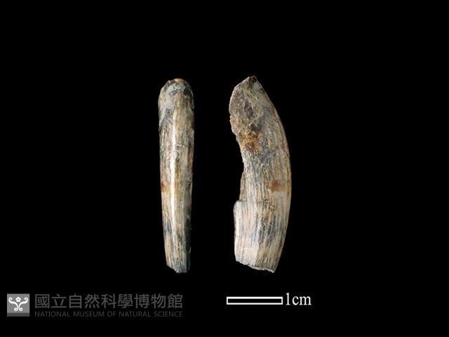 獐骨藏品圖，第1張