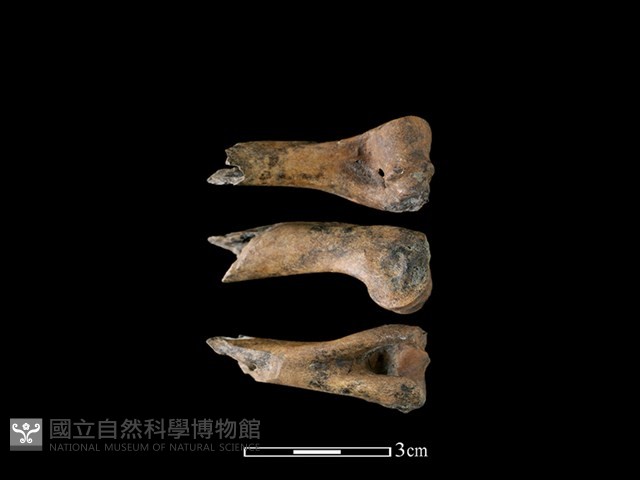 山羌骨藏品圖，第1張