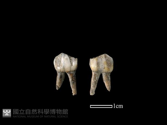 梅花鹿骨藏品圖，第1張