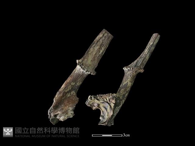 山羌骨藏品圖，第1張