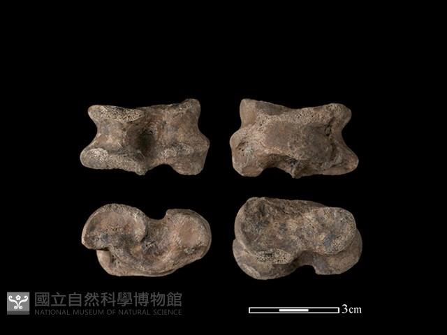 豬骨藏品圖，第1張